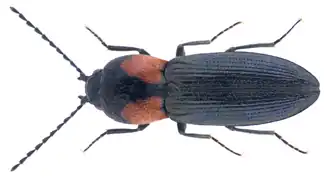 Cardiophorus sacratus