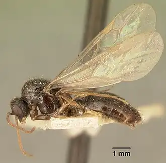 Carebara grandidieri