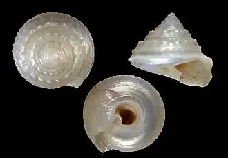 Carenzia trispinosa