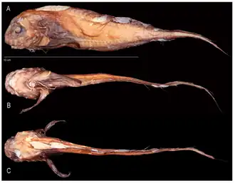 Careproctus bathycoetus