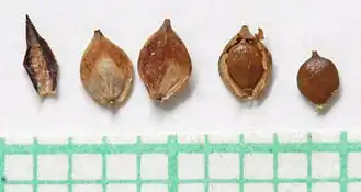 Kafjes, urntjes en nootjes