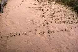 Zandzegge (Carex arenaria) met ondergrondse stolonen.