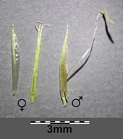 Mannelijke en vrouwelijke bloem