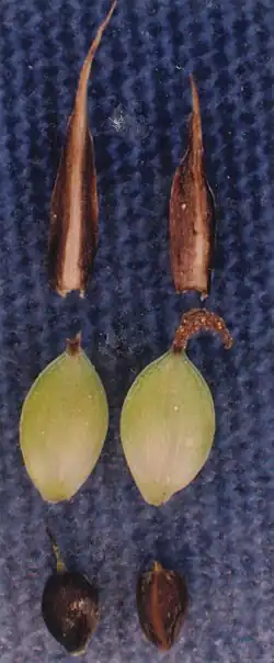 Kafjes, urntjes en nootjes