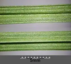 De boven- en onderzijde van de bladeren