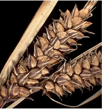 Aan de voet van de aar is nog net het cladoprofyllum te zien