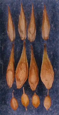 Boven: kafjes, midden urntjes, onder nootjes