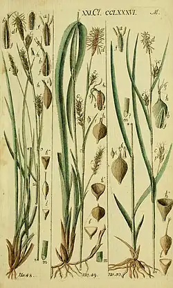 No. 50 = Armoedige zegge, d = mannelijke aar, c = vrouwelijke aren