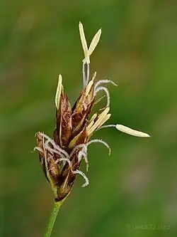 Vrouwelijke en mannelijke bloemen