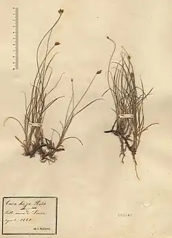 Herbarium exemplaren