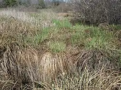 Vroeg voorjaarsaspect van de associatie van stijve zegge