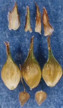 Kafjes (boven), urntjes (midden) en vruchten (onder)