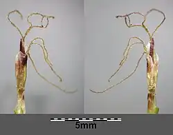 Bloeiende vrouwelijke aren