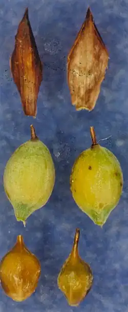 boven: kafjes; midden: urntjes; onder: nootjes