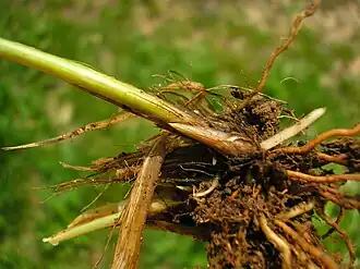 Onderste schutbladeren