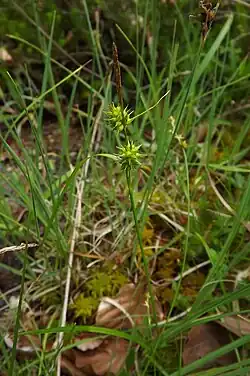Bloeiwijze met bovenaan mannelijke en daaronder vrouwelijke aren