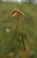 Armbloemige zegge (Carex pauciflora)