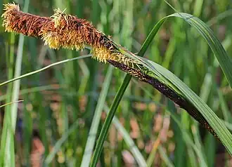 Bloeiende mannelijke aar