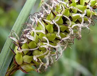 Bloeiende vrouwelijke aar