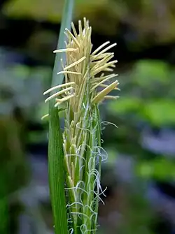 Mannelijke aar met daaronder vrouwelijke aar