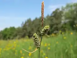 Viltzegge (C.&nbsp;tomentosa) bloeiwijze.
