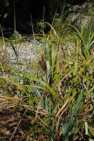 Carex trifida