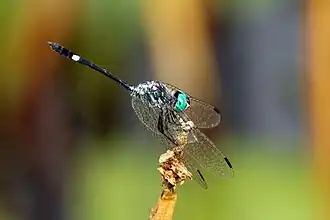 Micrathyria dissocians