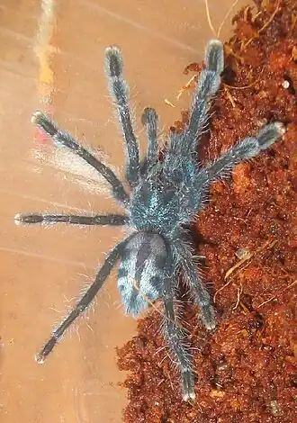 Avicularia laeta