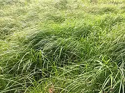 Een voorjaarsaspect van de typische subassociatie