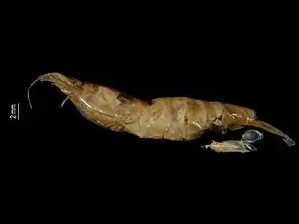 Caridina brachydactyla