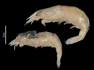 Caridina brevicarpalis