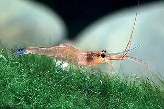Caridina caerulea