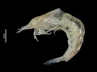 Caridina longirostris