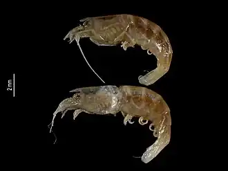 Caridina parvirostris