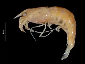 Caridina peninsularis