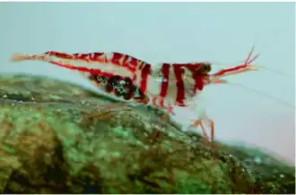Caridina spongicola