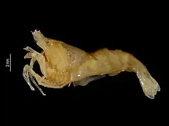 Caridina sumatrensis