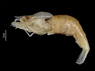 Caridina tonkinensis