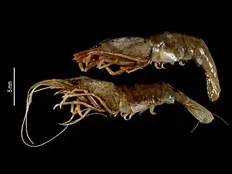 Caridinopsis chevalieri