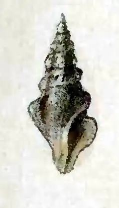 Carinodrillia hexagona