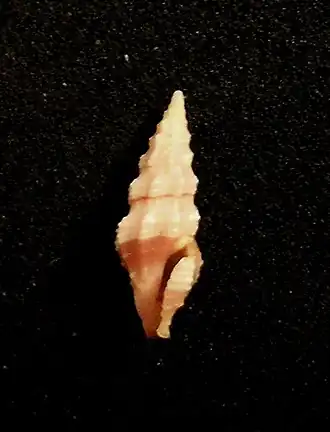 Carinodrillia quadrilirata