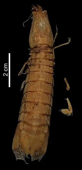 Carinosquilla carinata