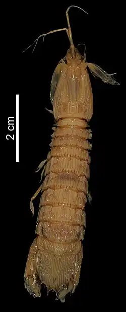 Carinosquilla mclaughlinae