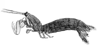 Carinosquilla multicarinata