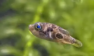 Carinotetraodon travancoricus