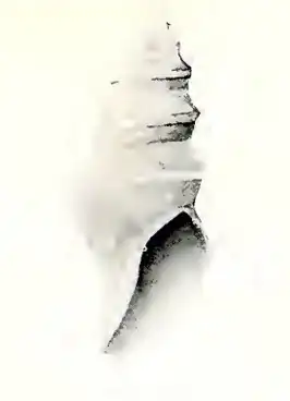 Carinoturris adrastia