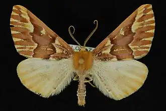 Caripeta aequaliaria