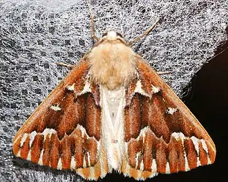 Caripeta aequaliaria