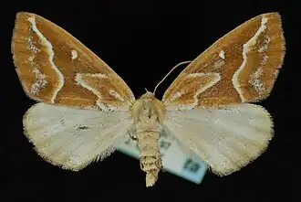 Caripeta angustiorata