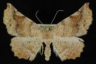 Caripeta hilumaria